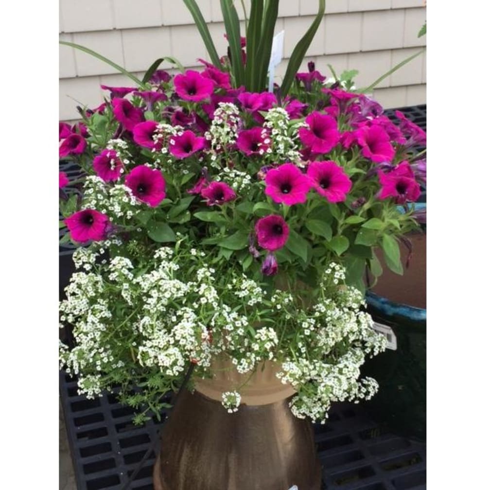 Lower Gwynedd Florist Flower Delivery by Valleygreen Flowers & Gifts