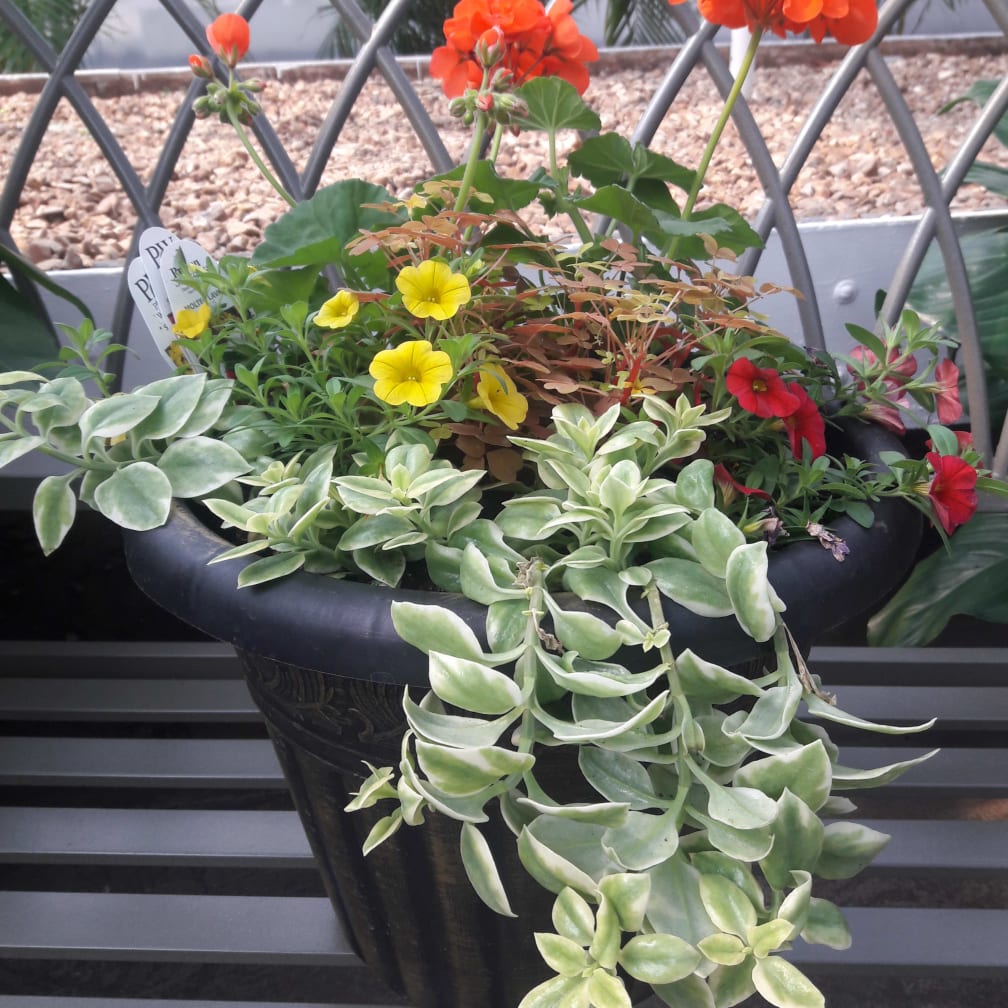 Springfield Florist Flower Delivery by Wickman's Garden Village