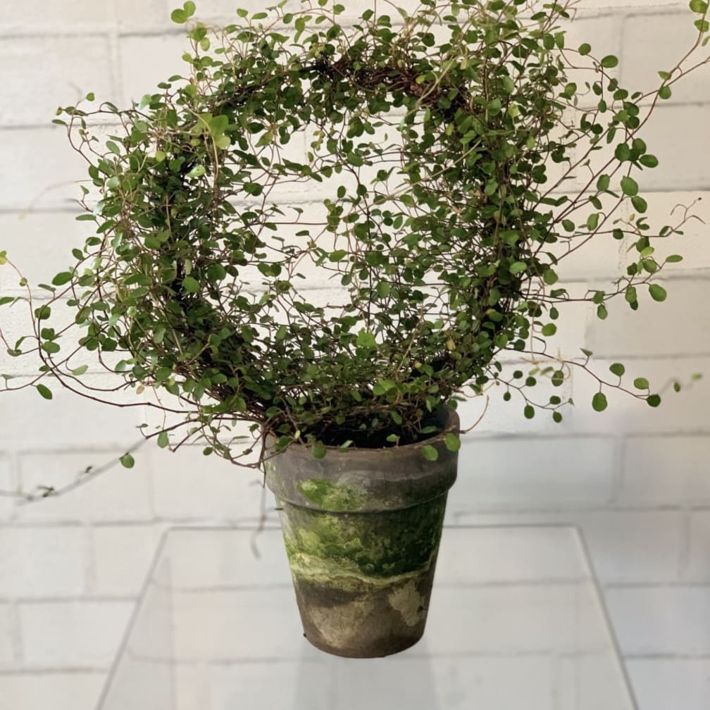 Lincoln Florist Flower Delivery by House of Flowers