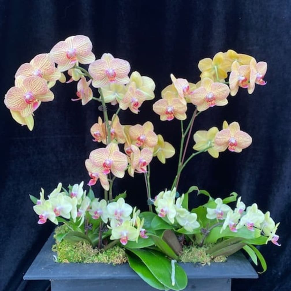 Encinitas Florist Flower Delivery by Divine Orchids