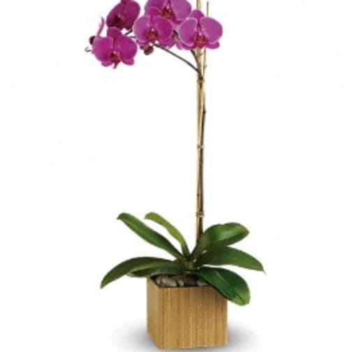 Imperial Purple Orchid