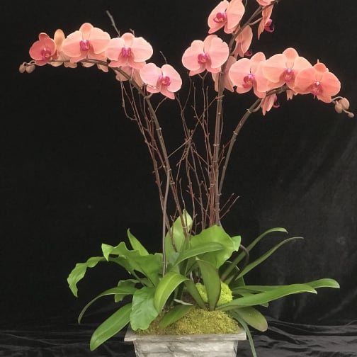 Encinitas Florist Flower Delivery by Divine Orchids