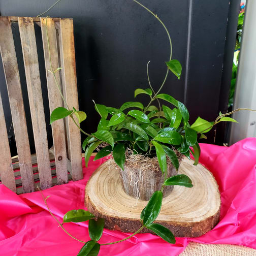 Shawnee Florist Flower Delivery by Graves Floral