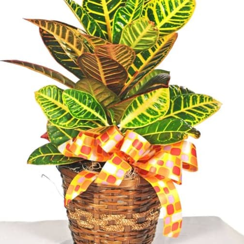 Ludlow Florist Flower Delivery by Heavenly Inspirations Flowers & Gifts