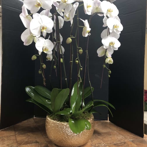 Burbank Florist Flower Delivery By Magnolia Village Flower