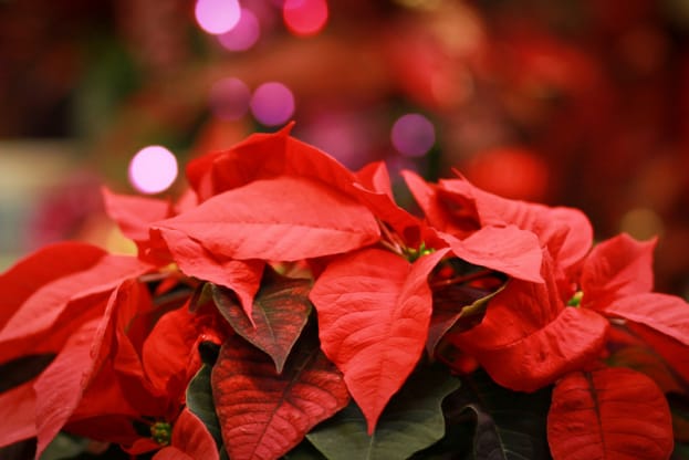 Poinsettia Care  Flower Delivery In Twin Cities   Blog