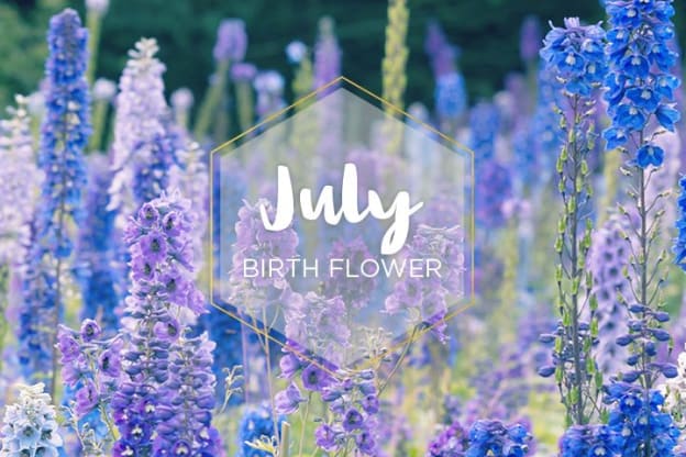 Larkspur...July's Birth Flower | Blog | Dolly's Florist