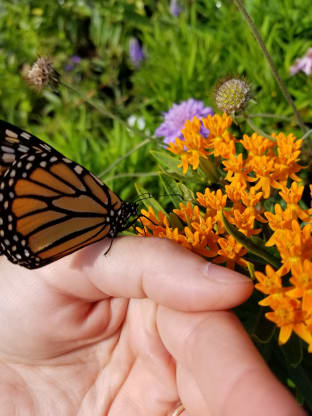 Monarch Butterfly Gardening Abridged Version Blog West End