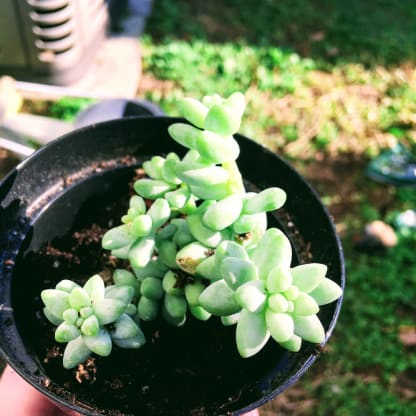 Unsure About Those Plants Around Kitty We Got You Blog