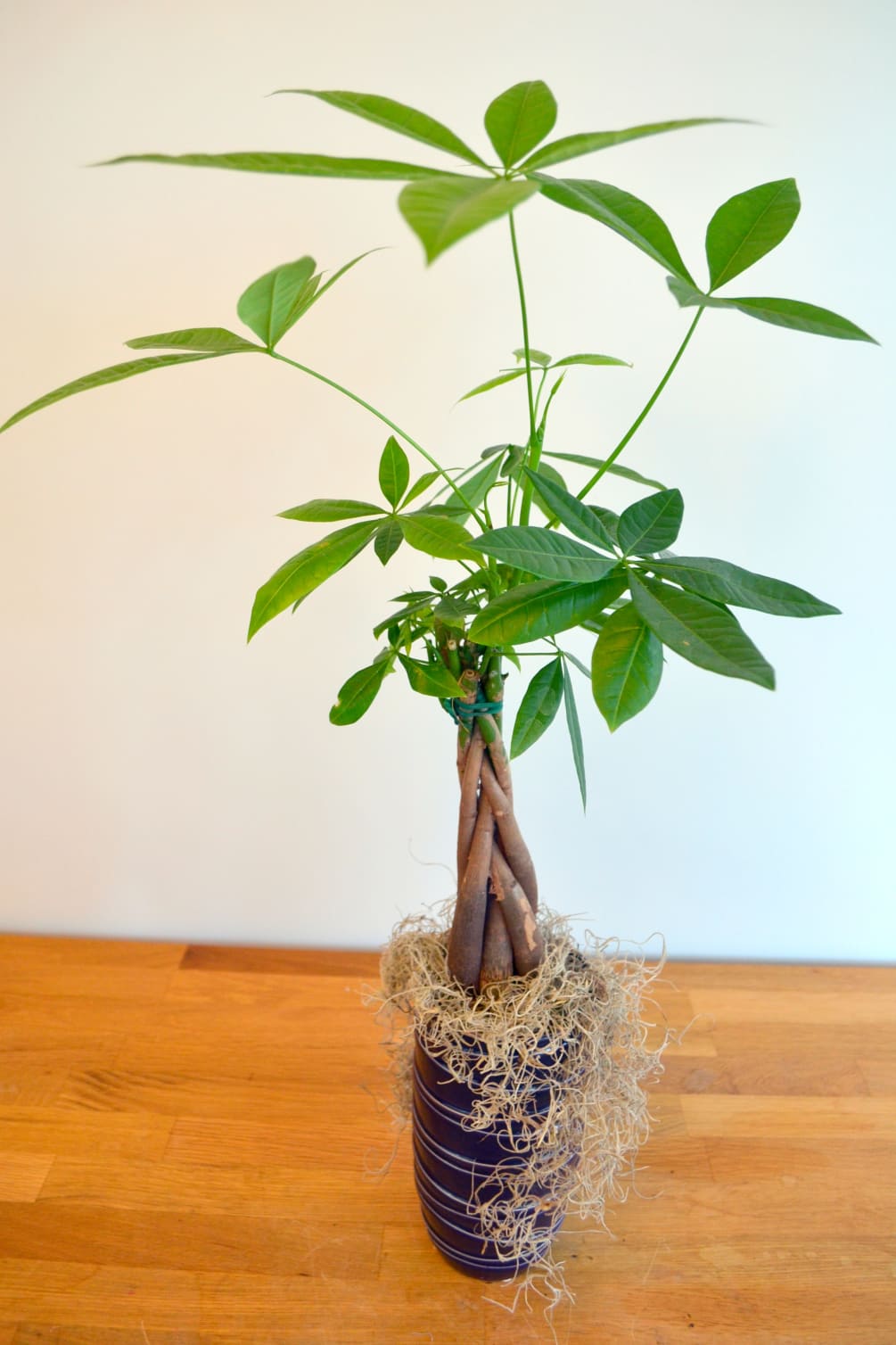 money tree by flower