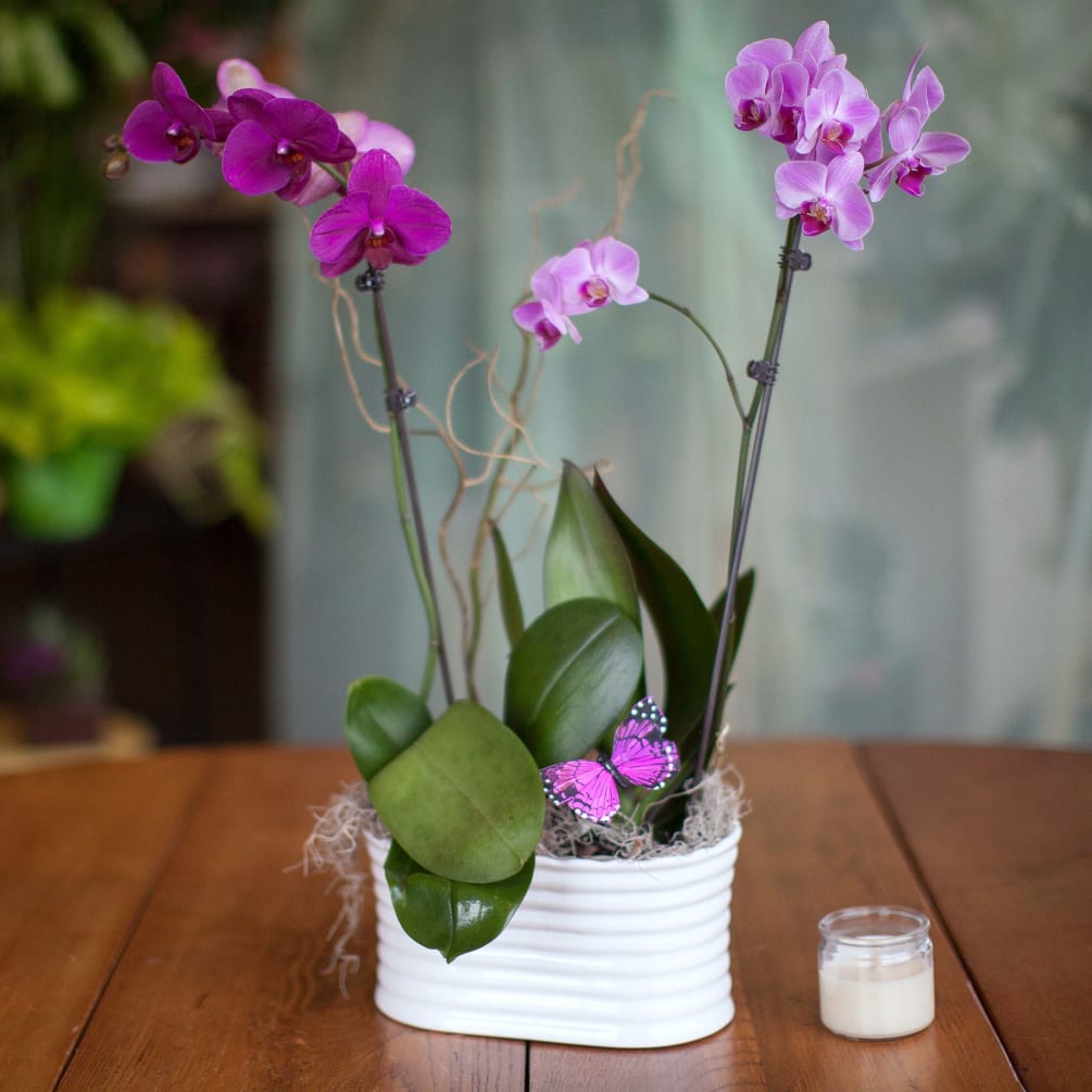 Double Phalaenopsis Orchid By Lake Minnetonka Floral