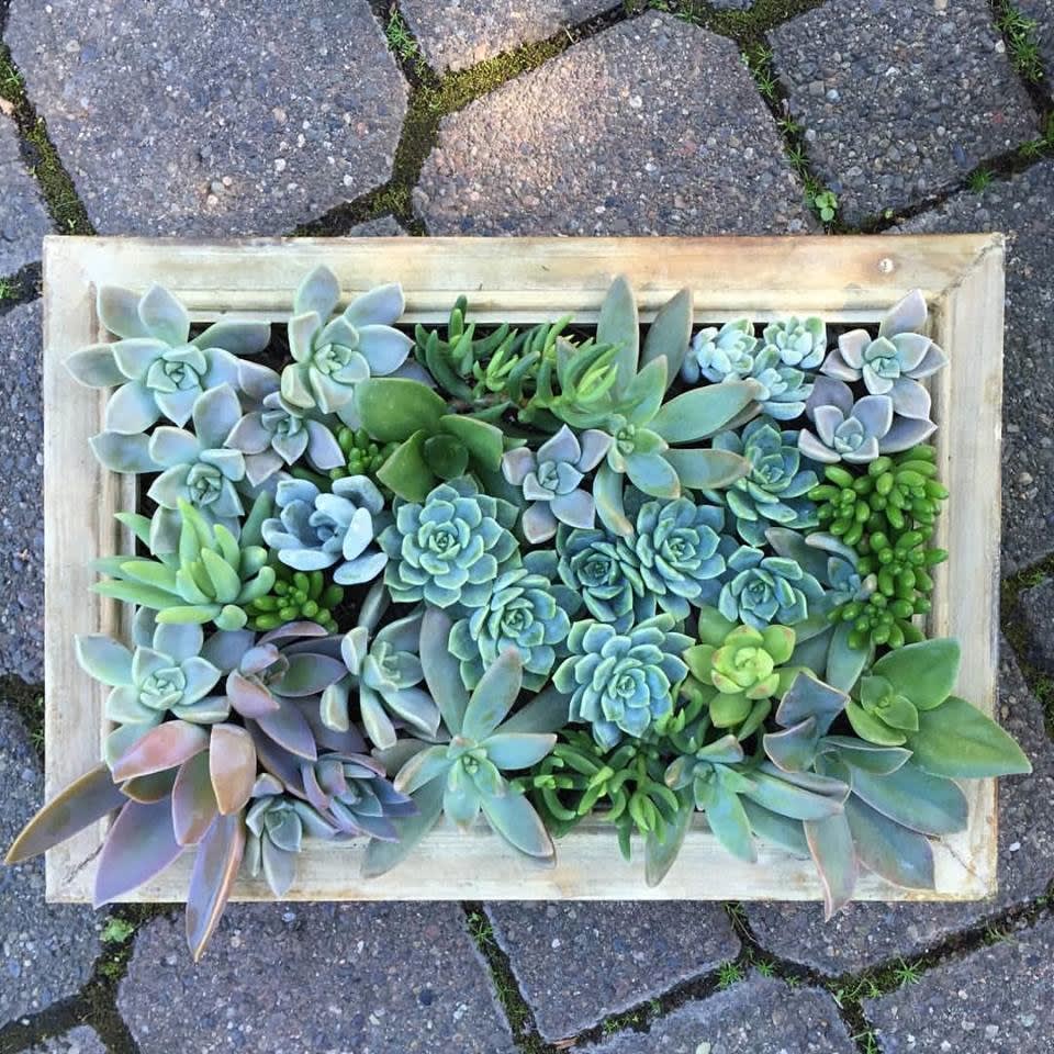 Succulent Frame by Amanda Karam Floral Co.