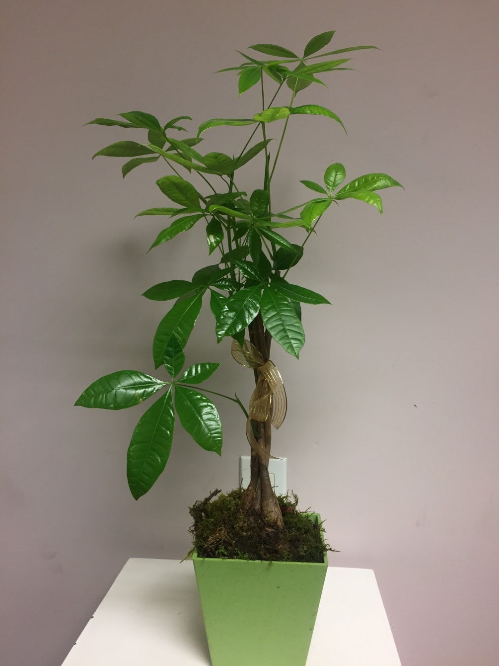 Money Tree By Brickell Avenue Flowers Gifts - the money tree is also called the ldquo good luck tree rdquo