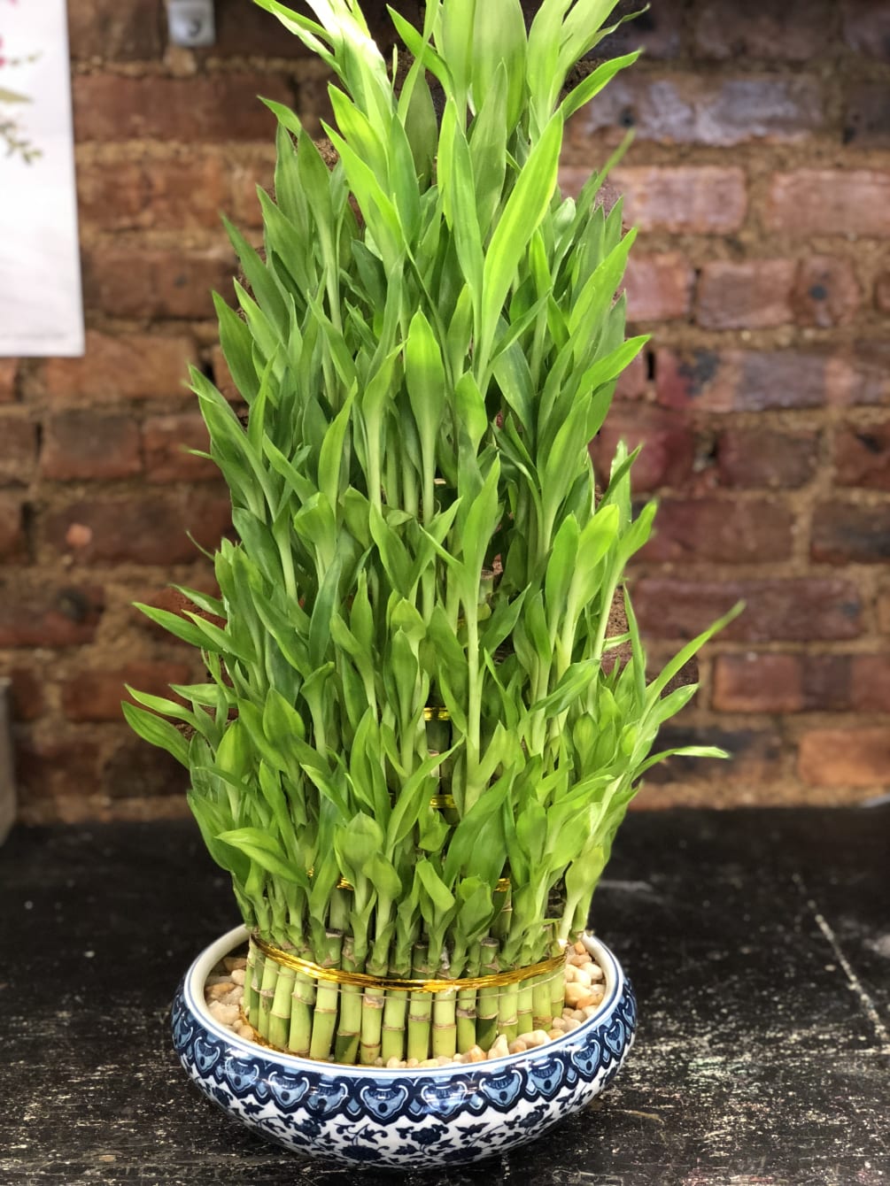 Large Luck Bamboo Garden By The Avenue J Florist