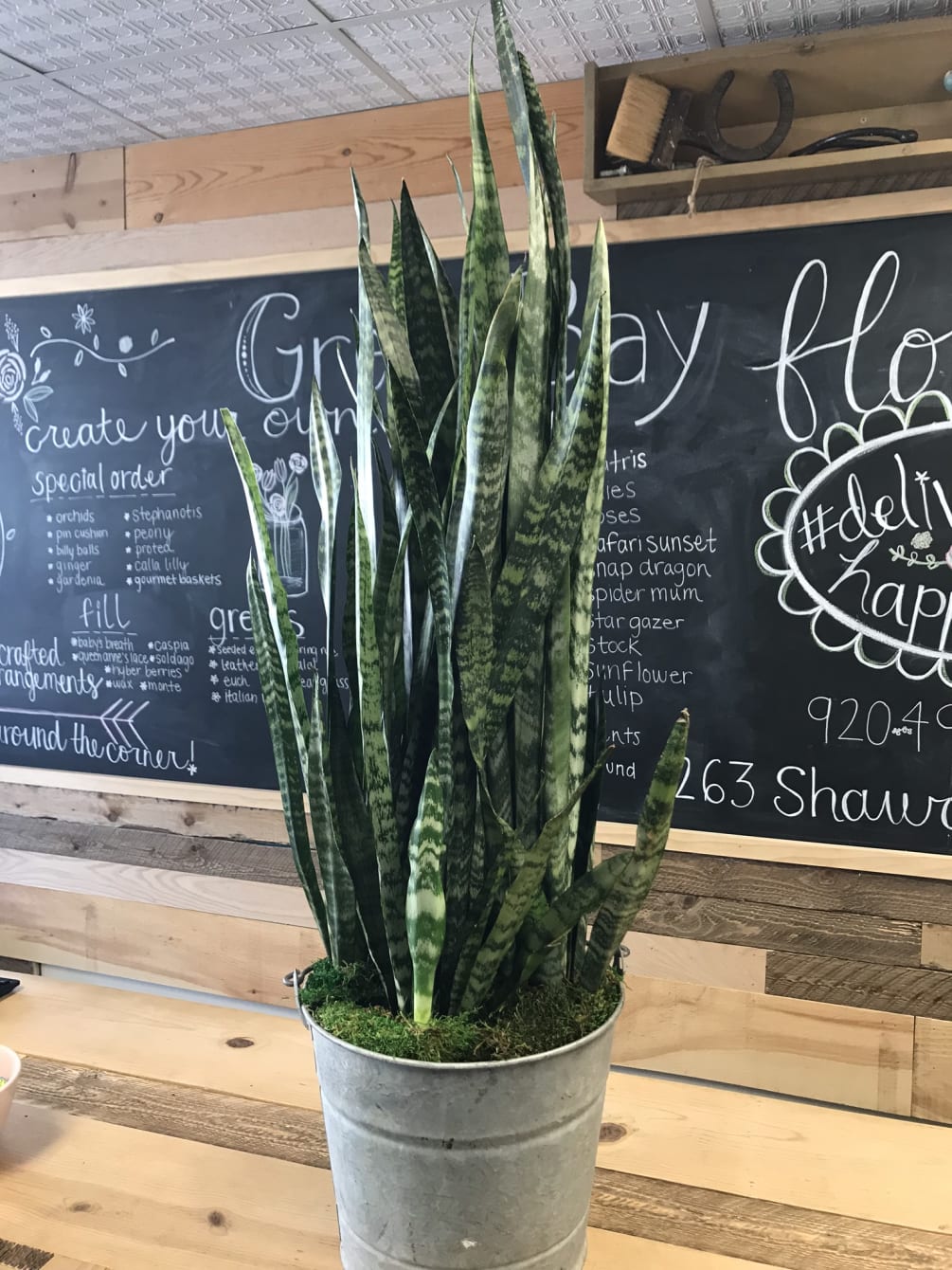 Green Bay Floral's own sansevieria trifasciata (snake ...