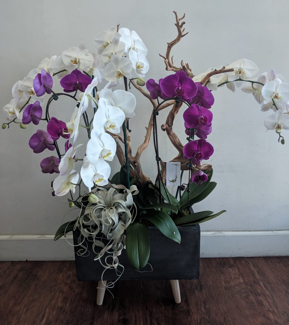 Grandiose Orchid By J Flowers