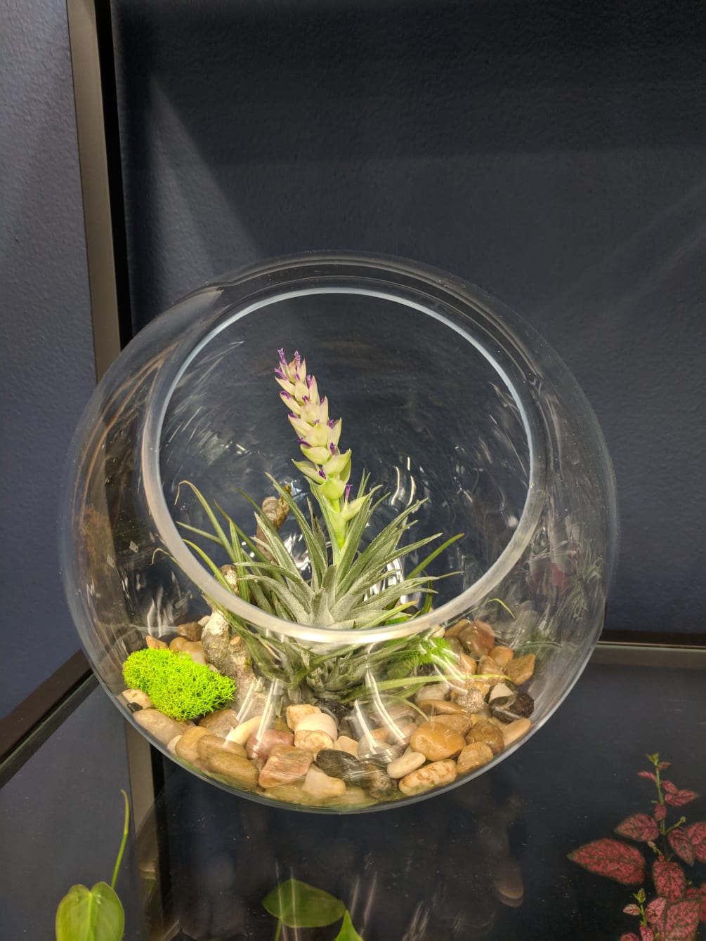 How To Take Care Of A Terrarium toplessnewschannelevy