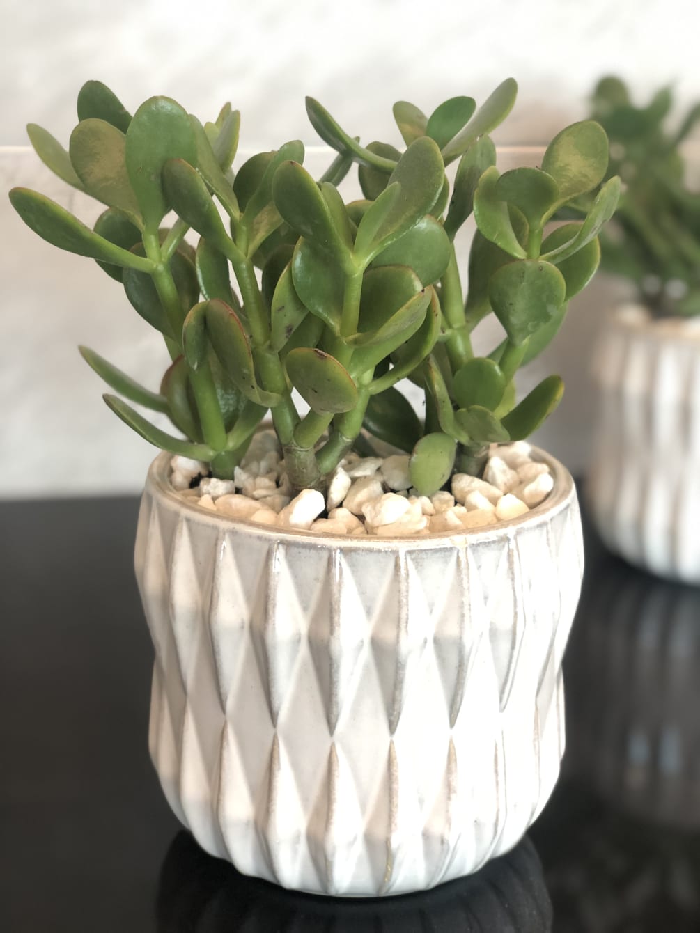 Jade Plant