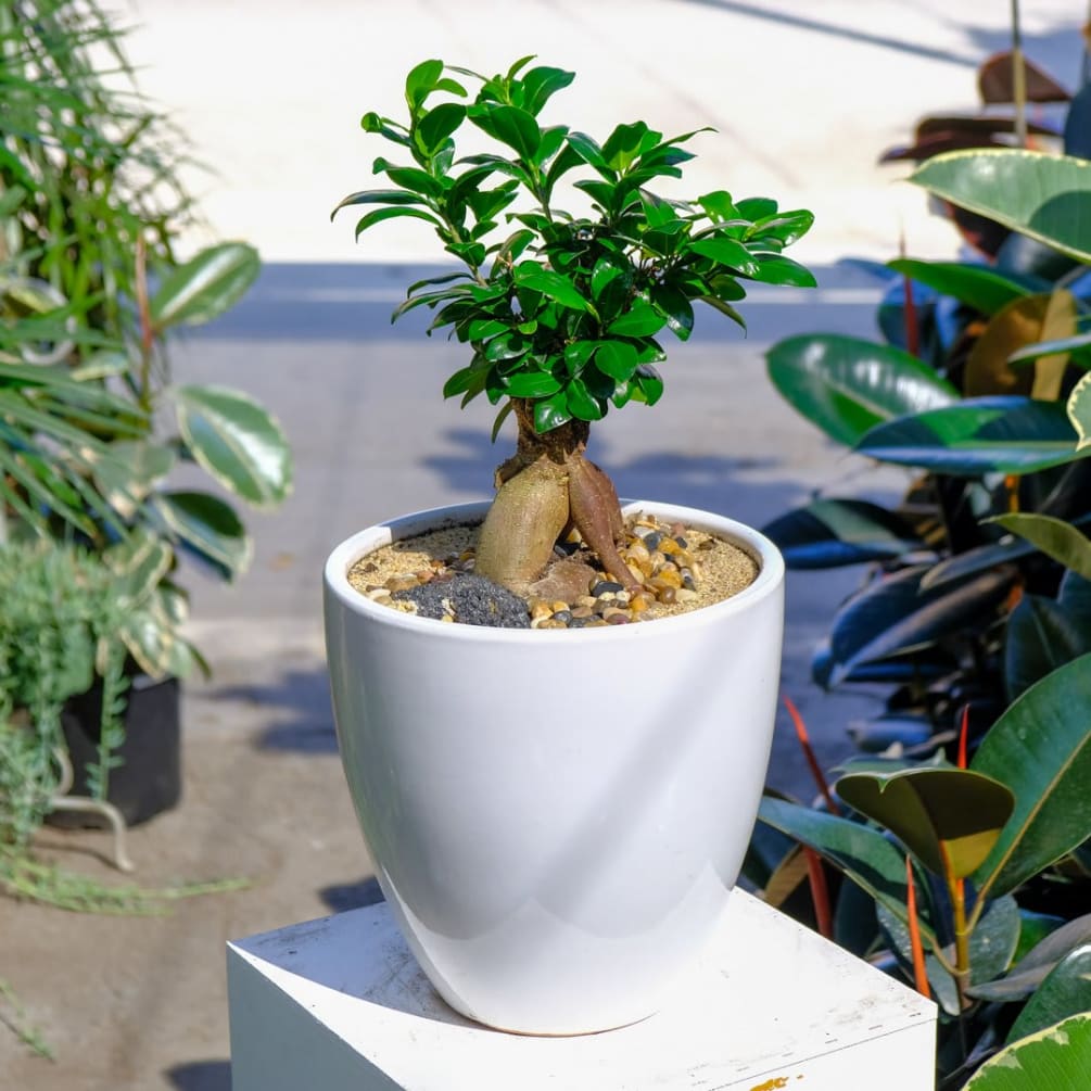 Ginseng Ficus Bonsai by Wowsome Blossom