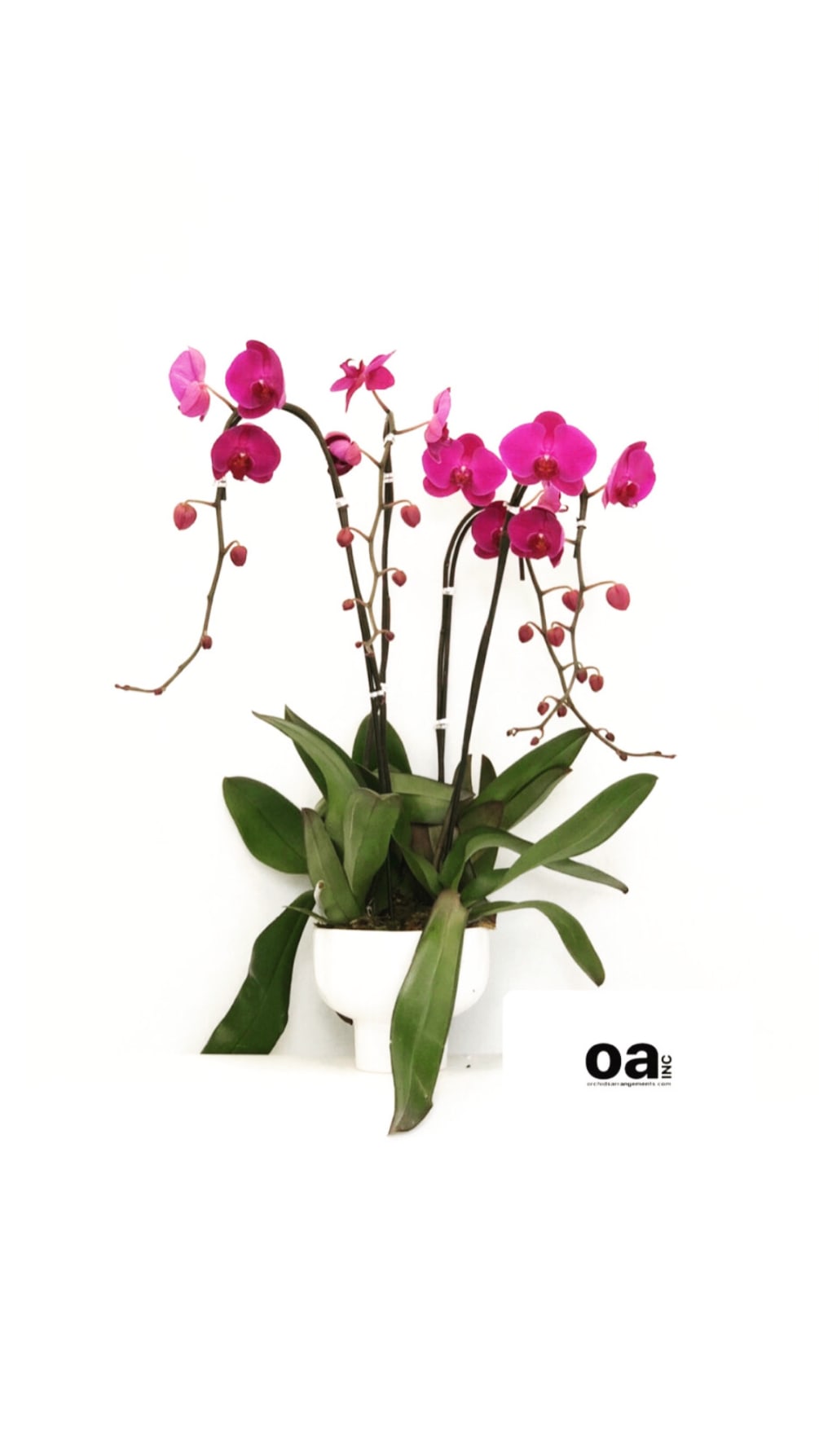 Four Purple Orchid Orion Compote By Orchids Arrangements Inc