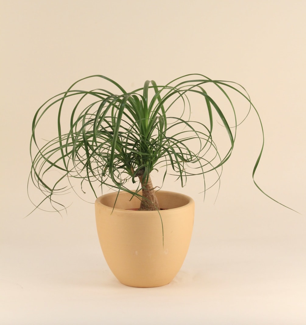 Ponytail Palm By Mds Florist