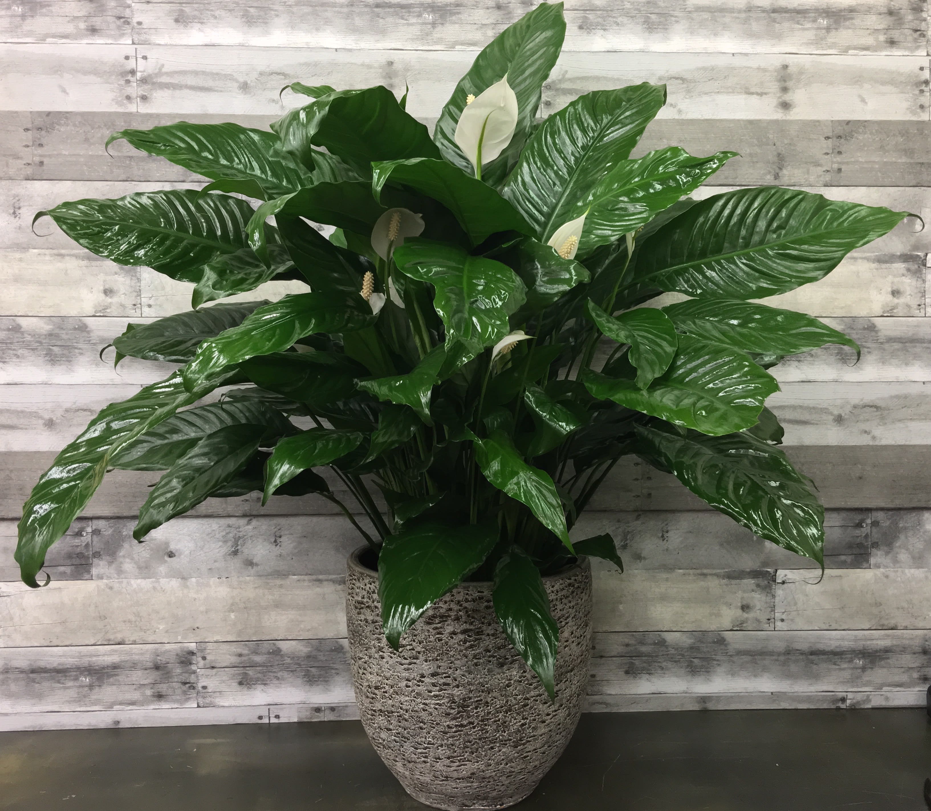 Spathiphyllum Plant in McLean, VA Flowers & Plants, Etc. Spathiphyllum Plant in McLean, VA Flowers & Plants, Etc.