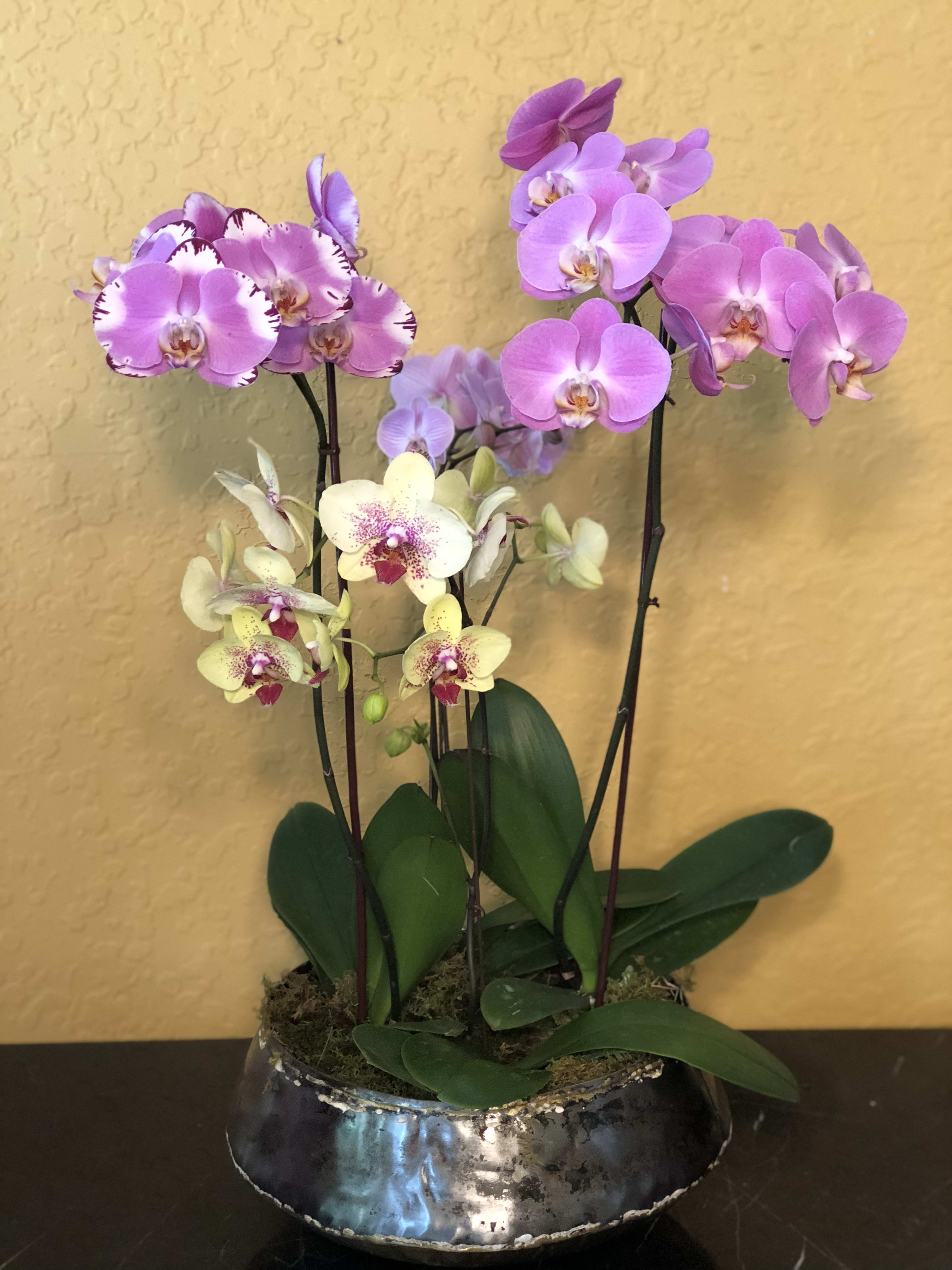Exquisite Orchid Planter in Cooper City, FL De La Flor Florist & Gardens