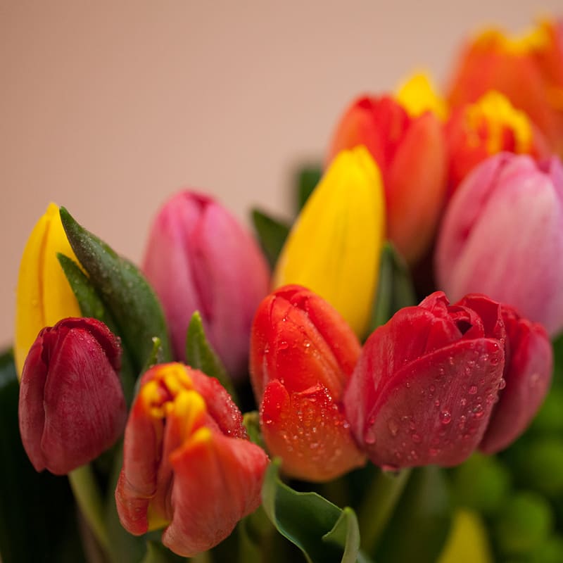 tulips mix in Los Angeles, CA La Fleur by Tracy