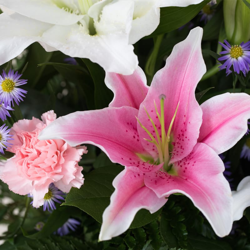 Stargazer Lilies and Roses, a-swirl with pink, white and purple blossoms, are