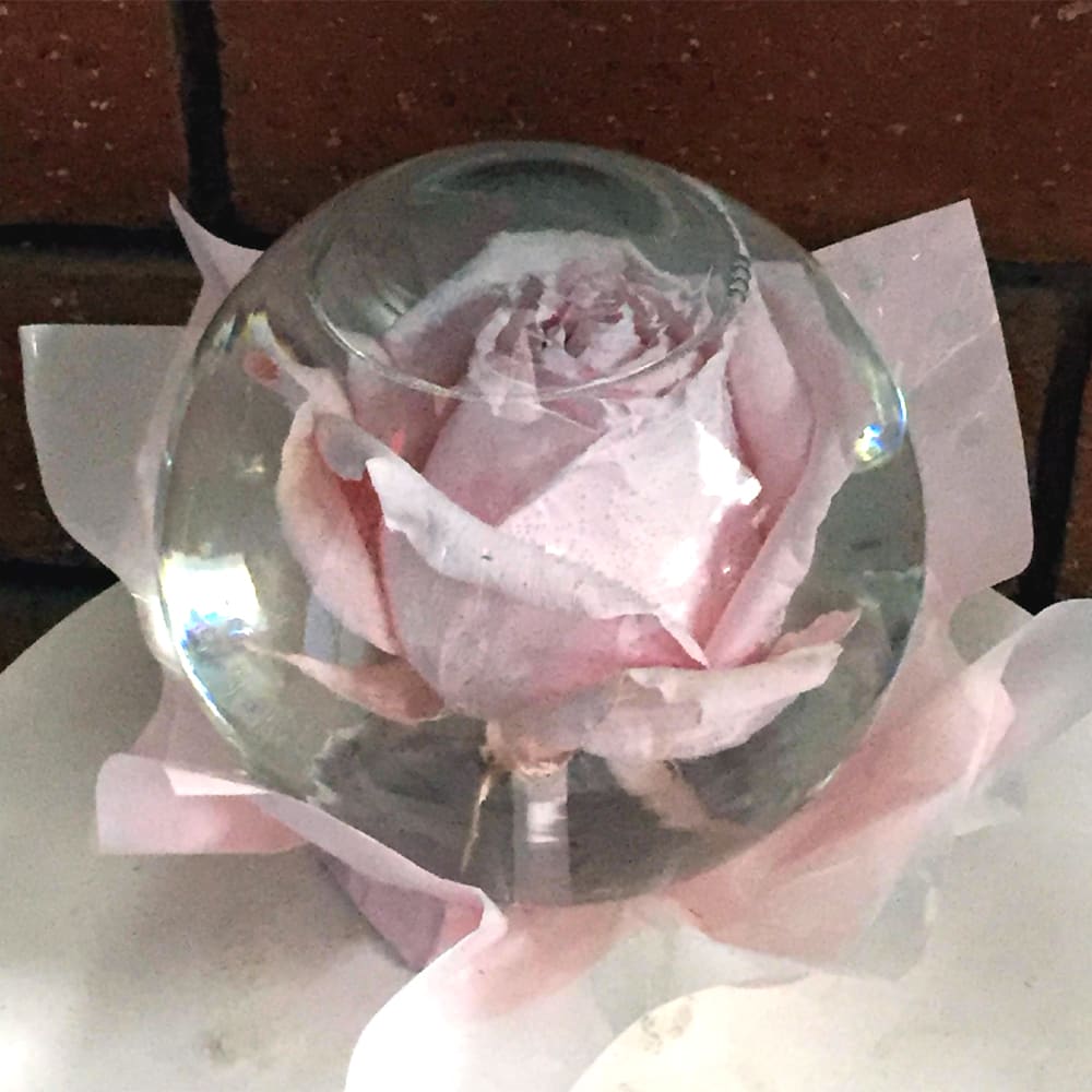 Submerged Rose Globe in San Diego, CA | House of Stemms