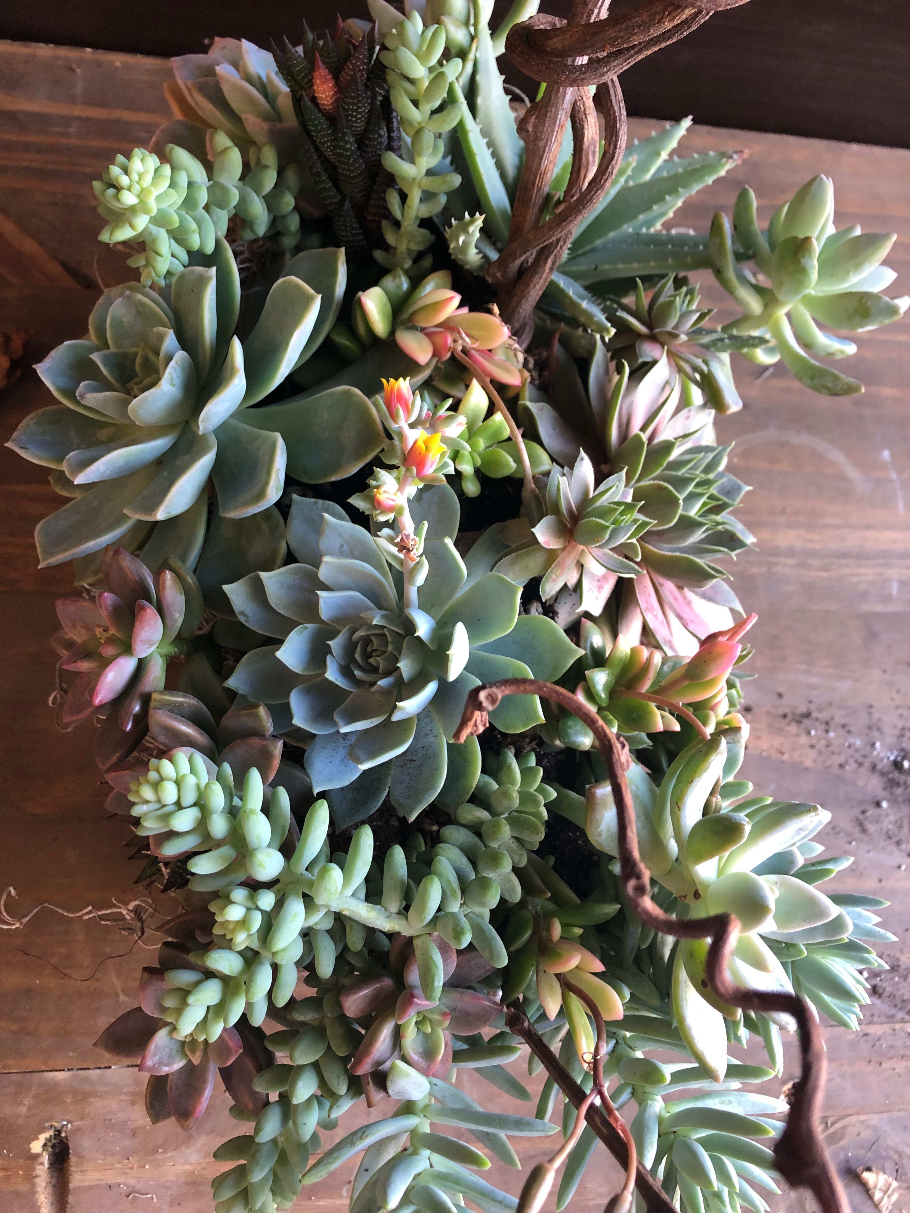 Succulent Box in Austin, TX | Mercedes Flowers