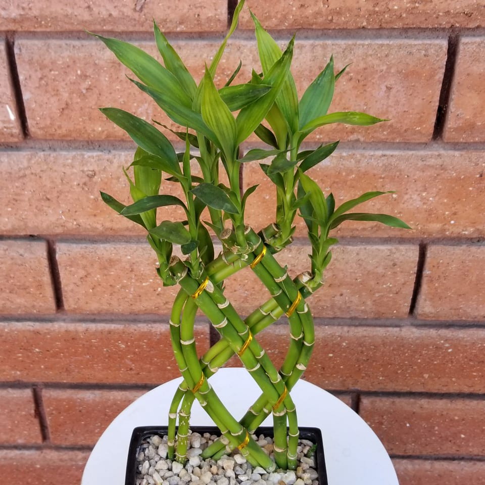 Braided Lucky Bamboo Plant in San Diego, CA House of Stemms