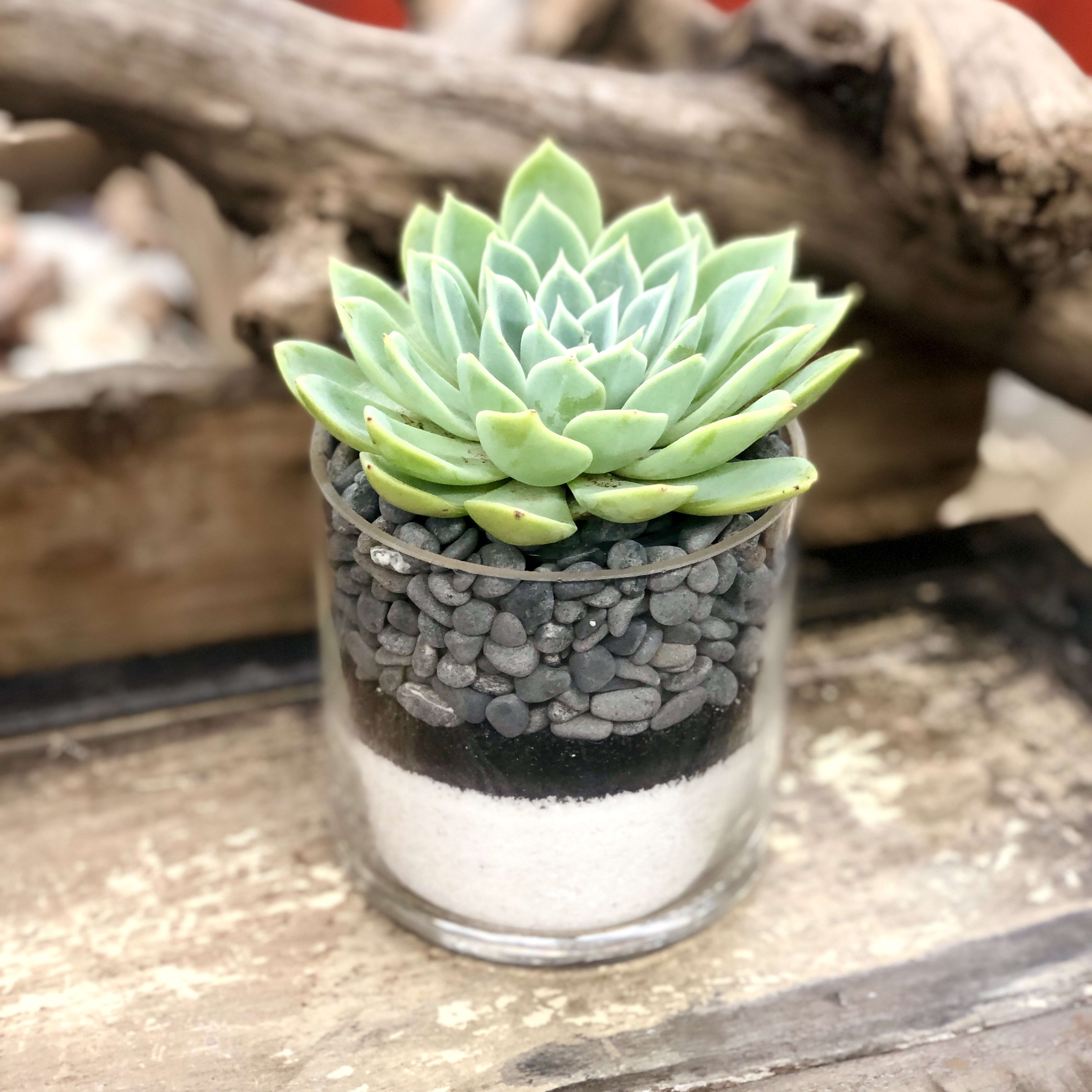 Succulent In A Cylinder Glass Vessel (Nick Mix) in Los Angeles, CA