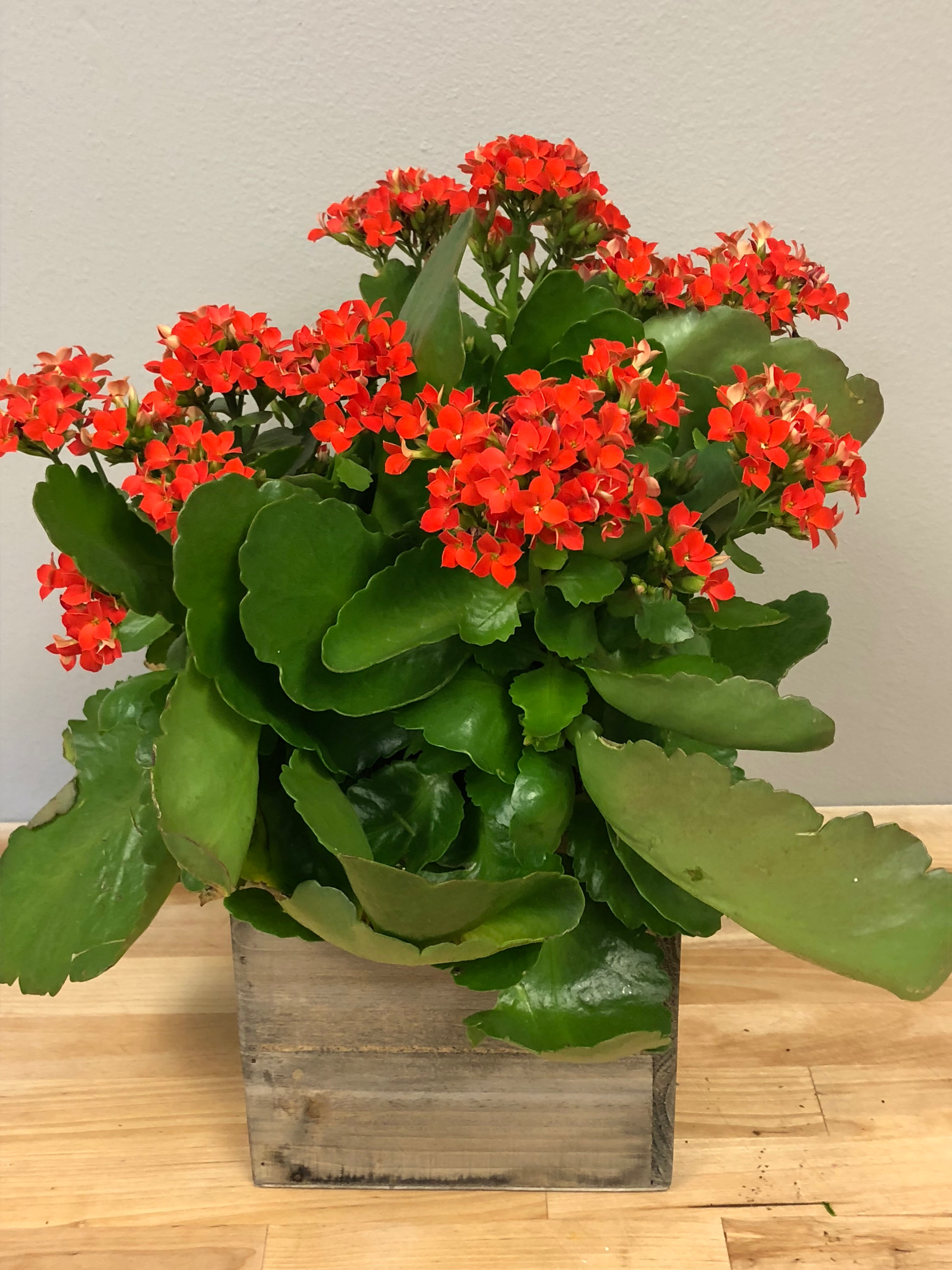 Blooming Kalanchoe plant in Middleton, WI Promises
