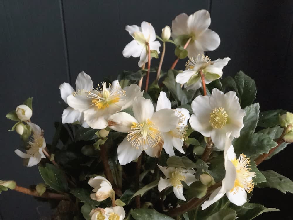 hellebore in orion compote in Morristown, NJ Colly Flowers