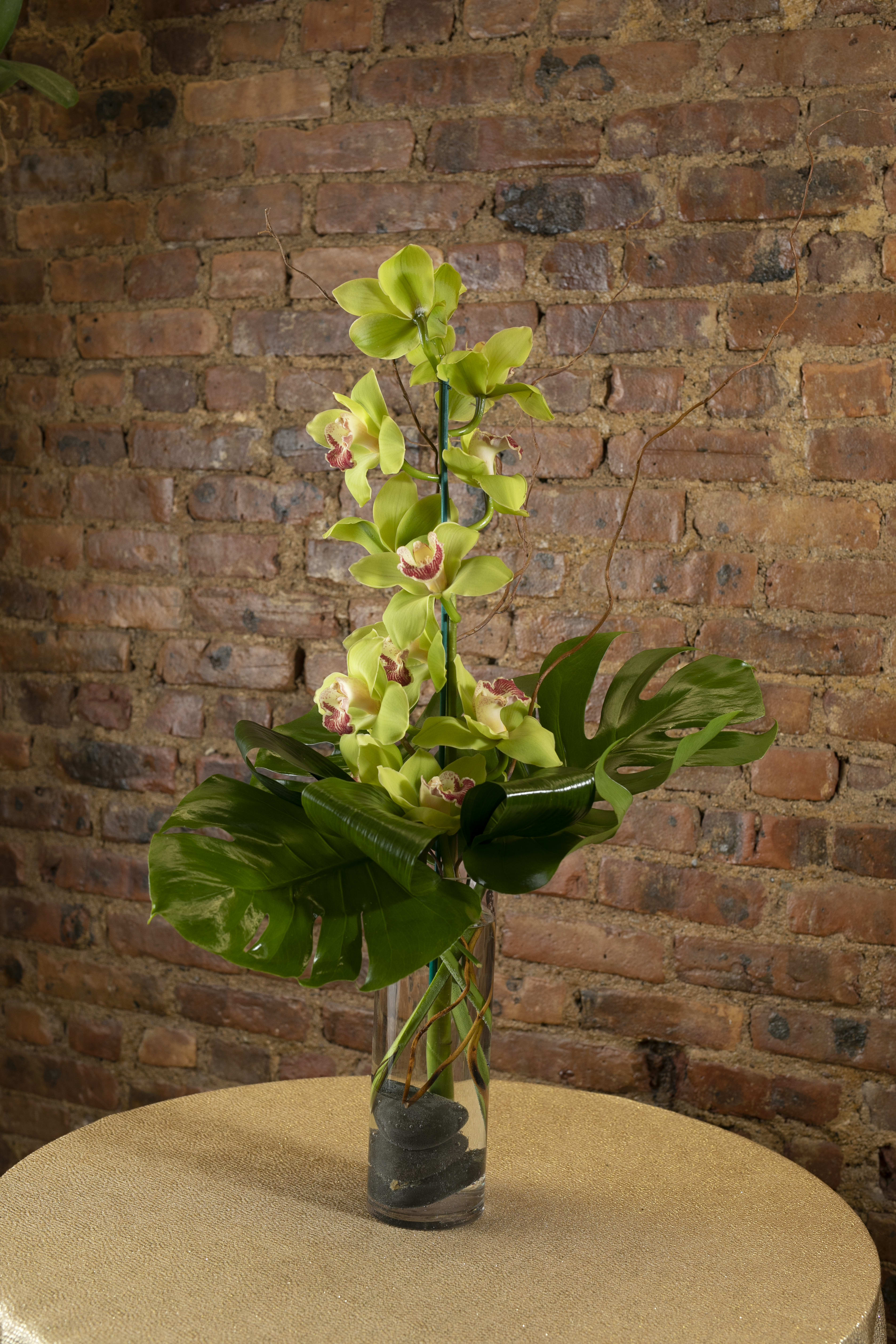 Green Cymbidium Orchid In Brooklyn Ny The Avenue J Florist 6393