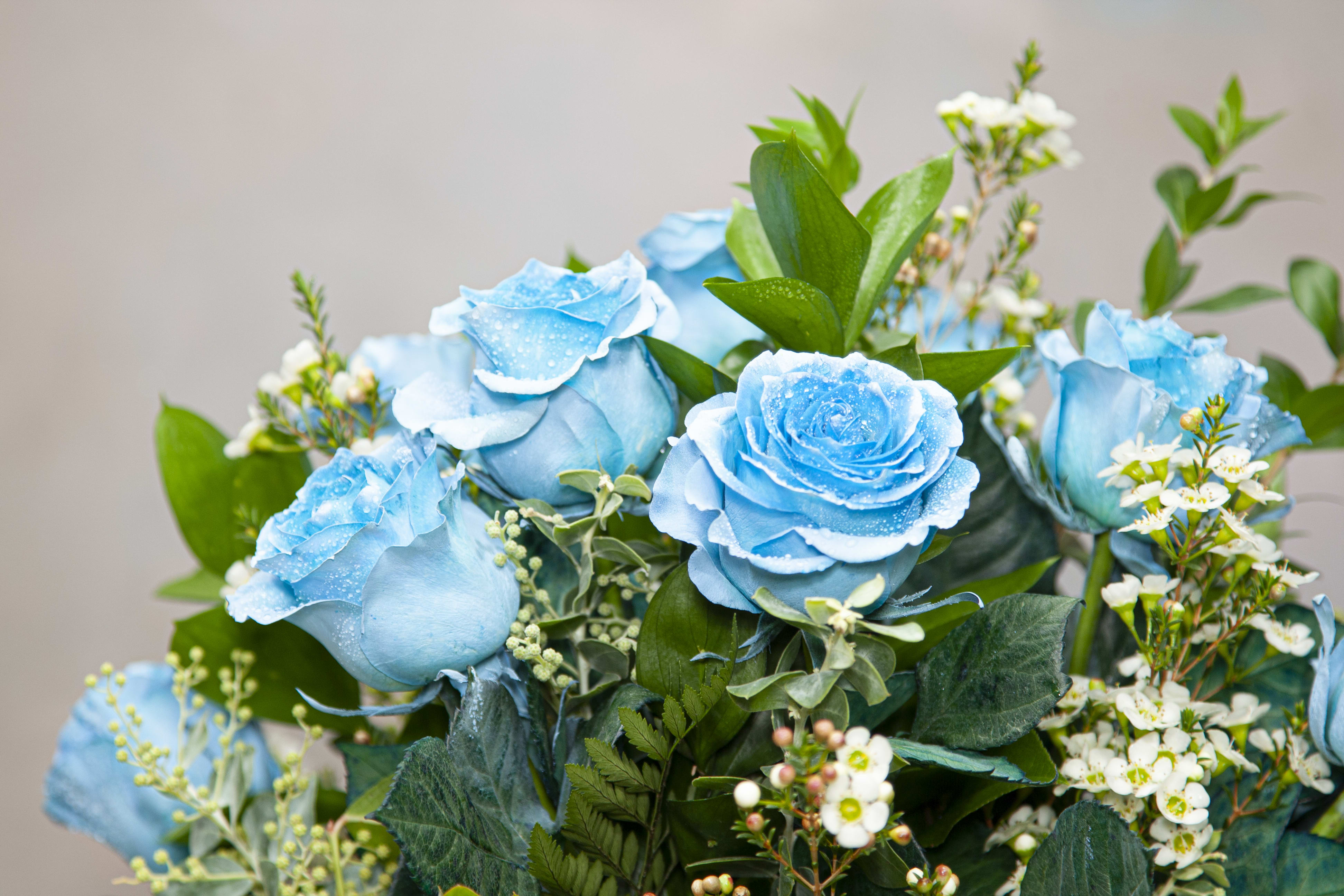 Pearl Light Blue Roses (SF 334) in Claremont, CA Sherwood Florist