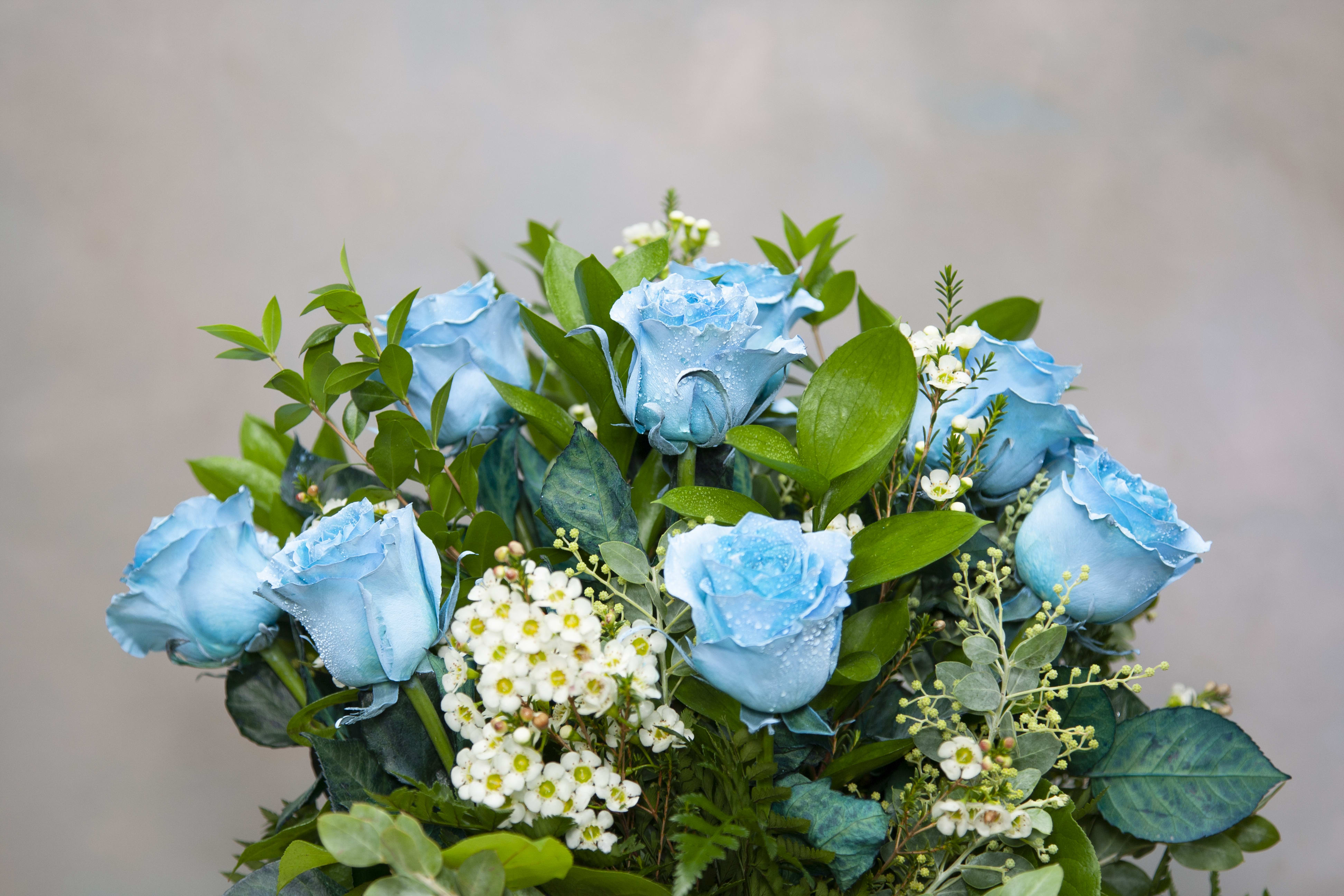 Pearl Light Blue Roses Sf 334 In Claremont Ca Sherwood Florist