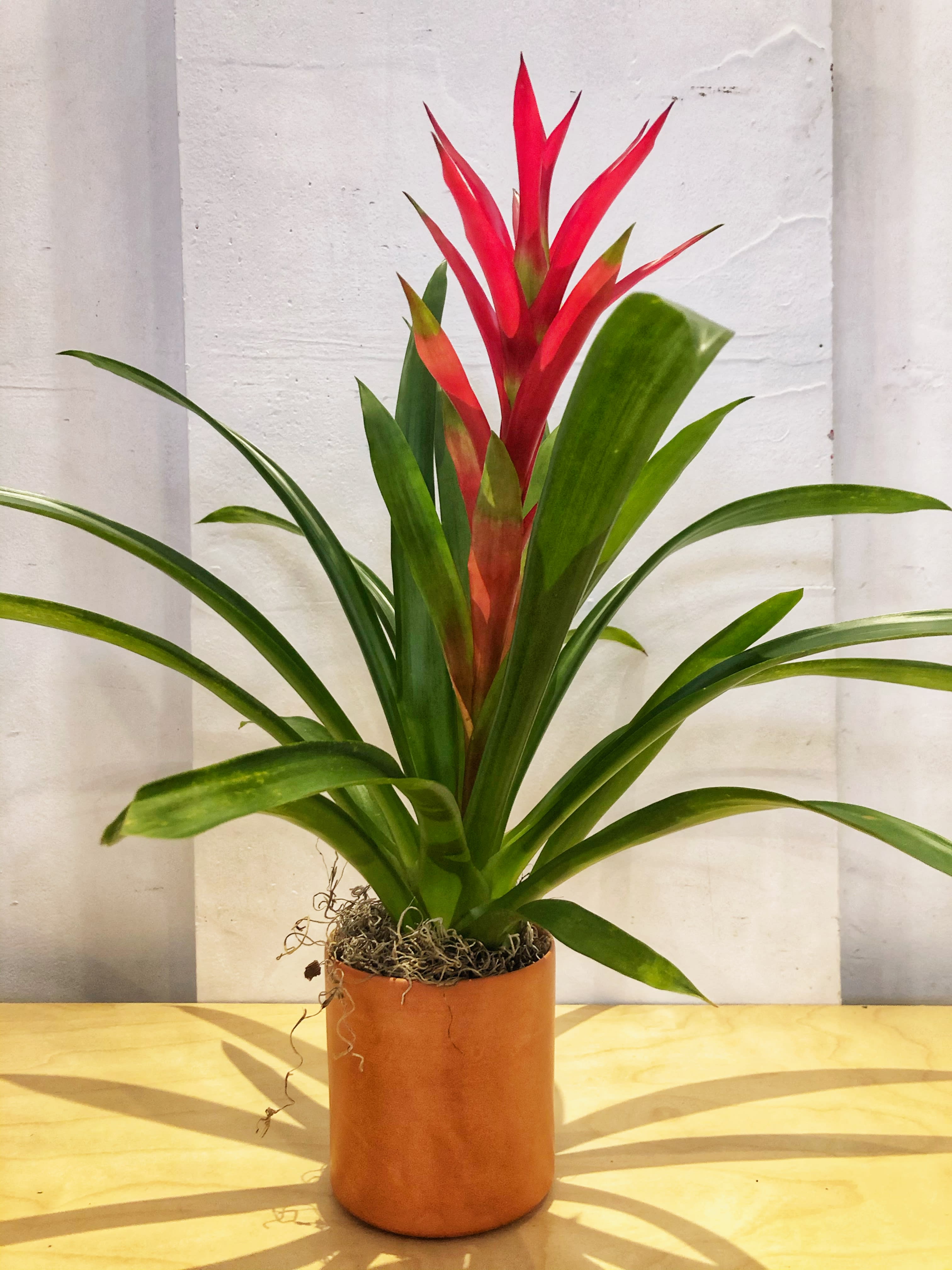 Bromeliad Plant in Chicago, IL Zins Flowers
