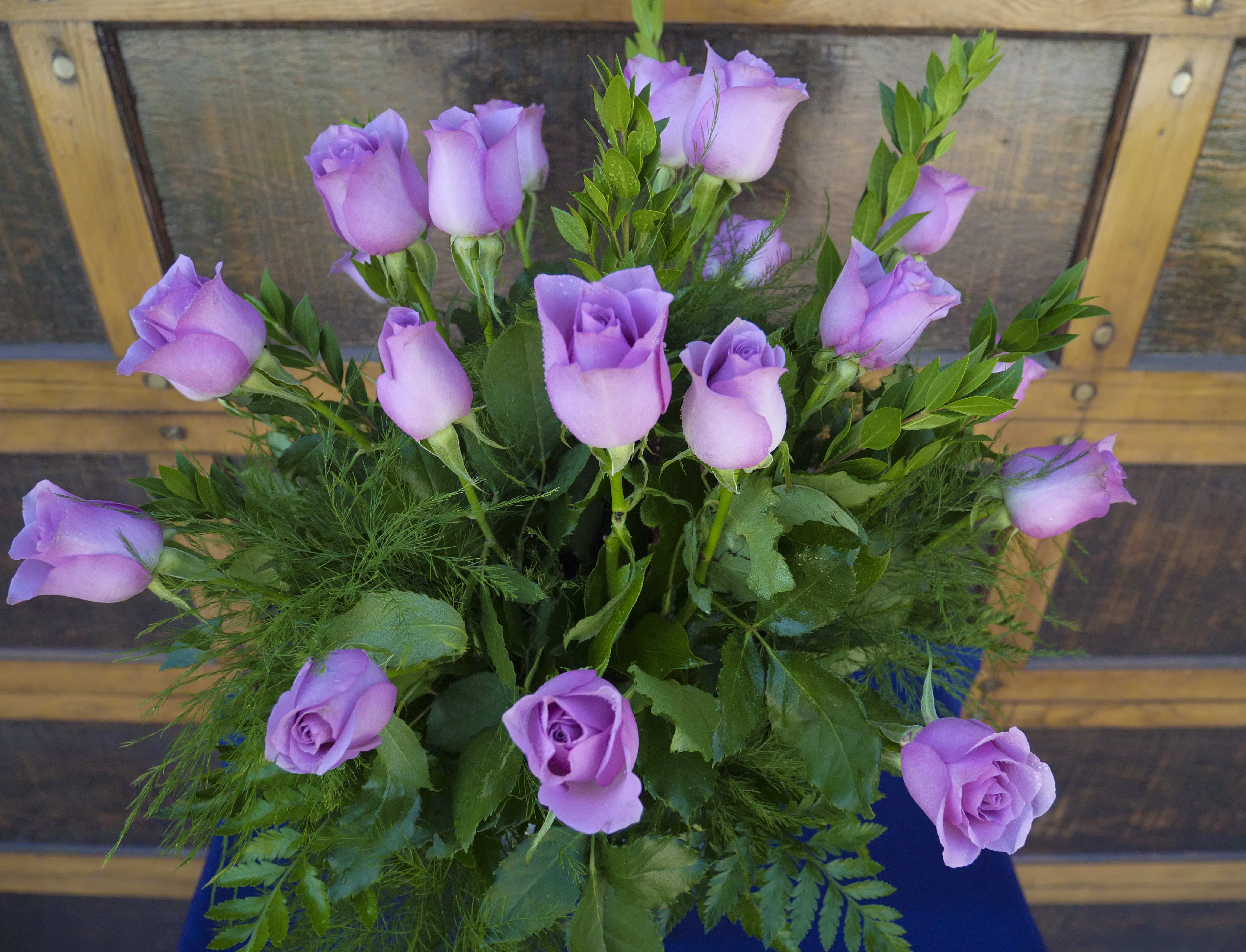 Lavender Dreams African Roses (SF 41) in Claremont, CA