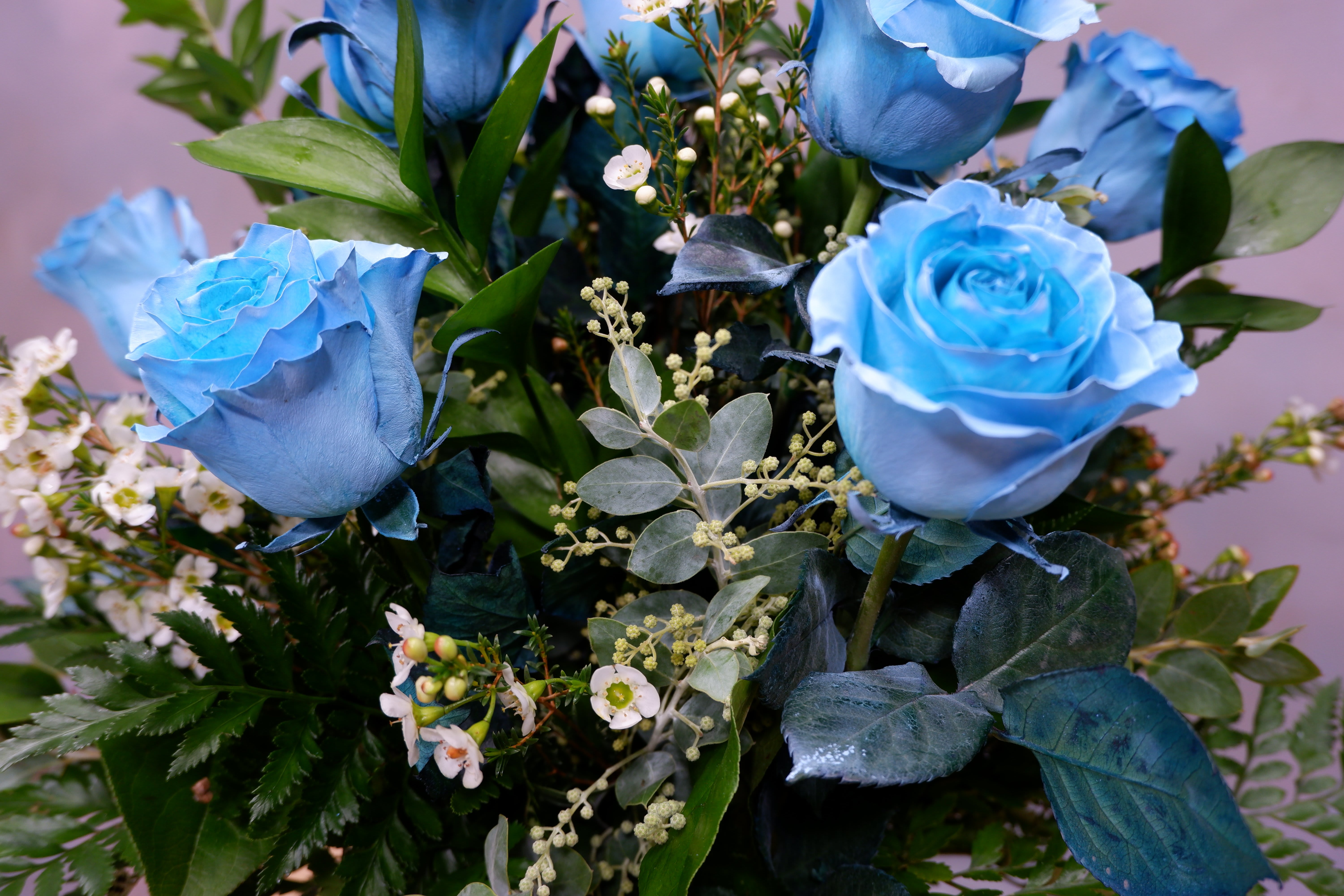 Pearl Light Blue Roses (SF334) in Claremont, CA Sherwood Florist