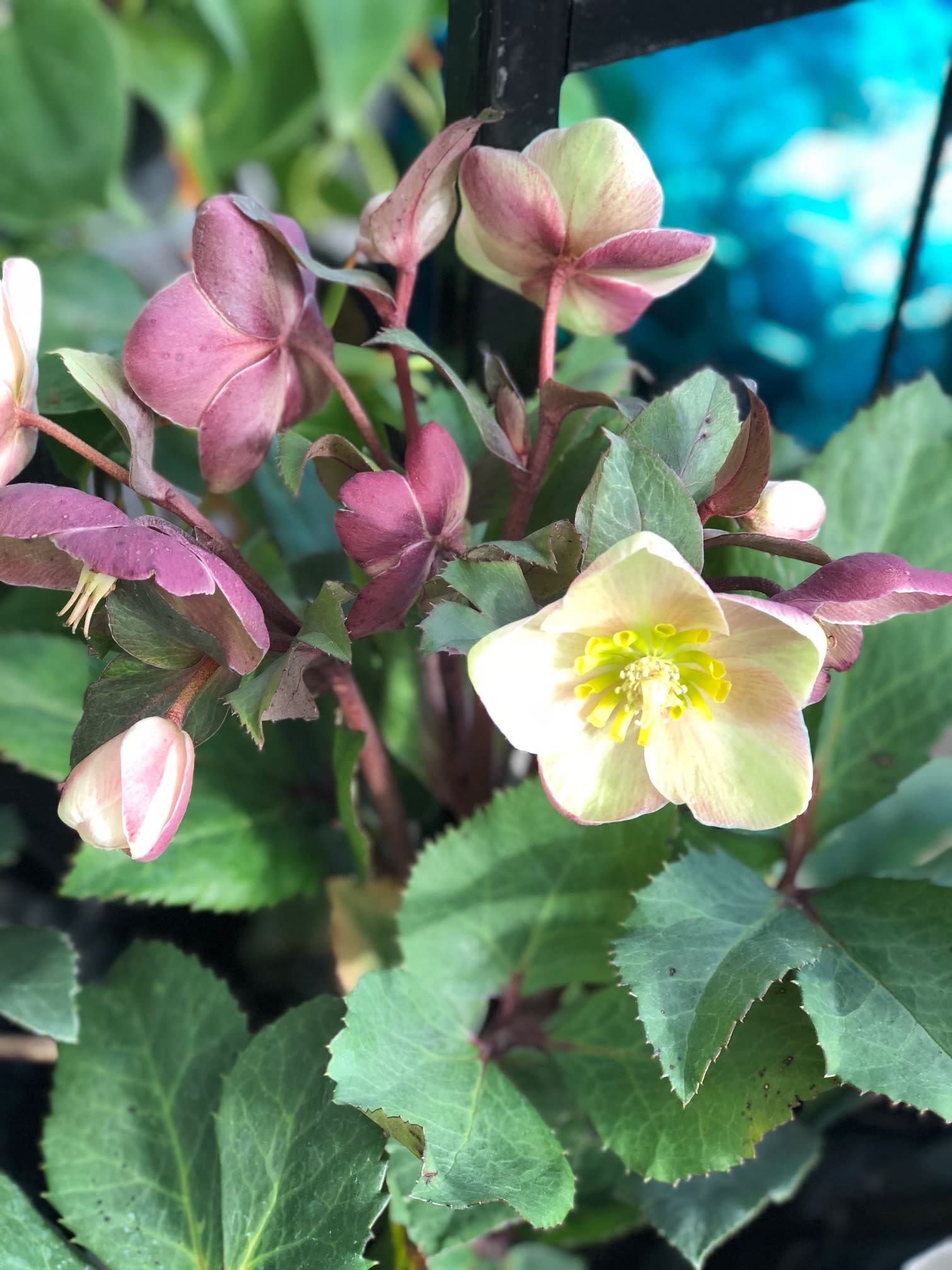 The Lenten Rose Our Favorite Perennial in Pottstown, PA Achin' Back