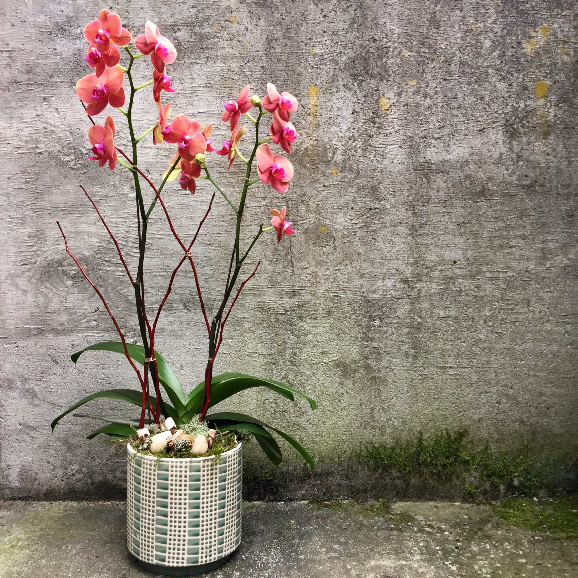 DoubleStem Color Phalaenopsis Orchid Plants in Seattle, WA Fiori Floral Design