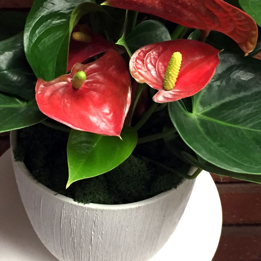 Red Anthurium Plant in San Diego, CA House of Stemms
