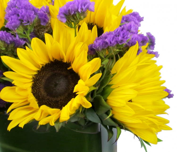 Sunflowers and Purple Statice Cube in San Diego, CA House of Stemms