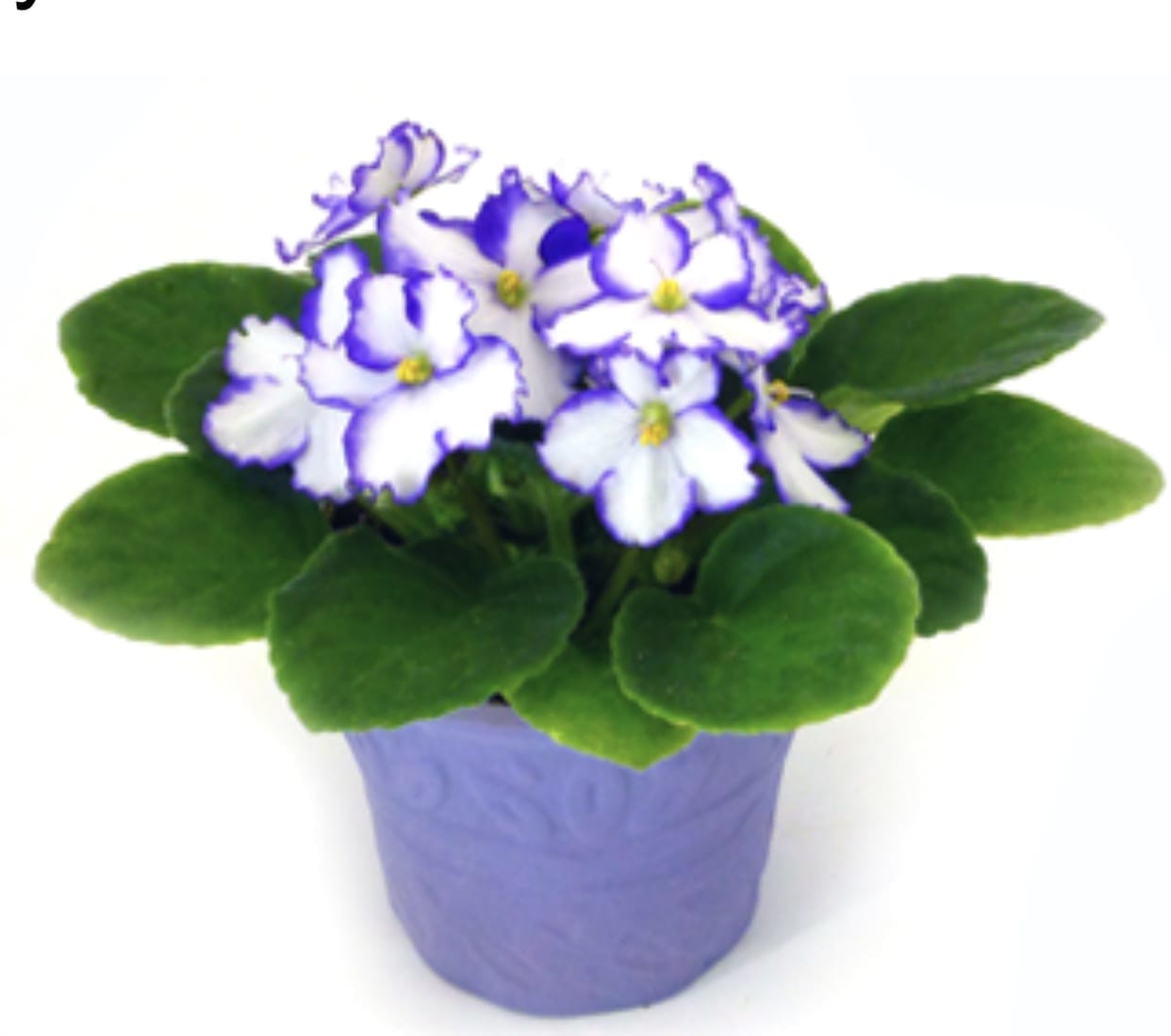 African Violet in Carmel, NY | Carmel Flower Shop Inc.