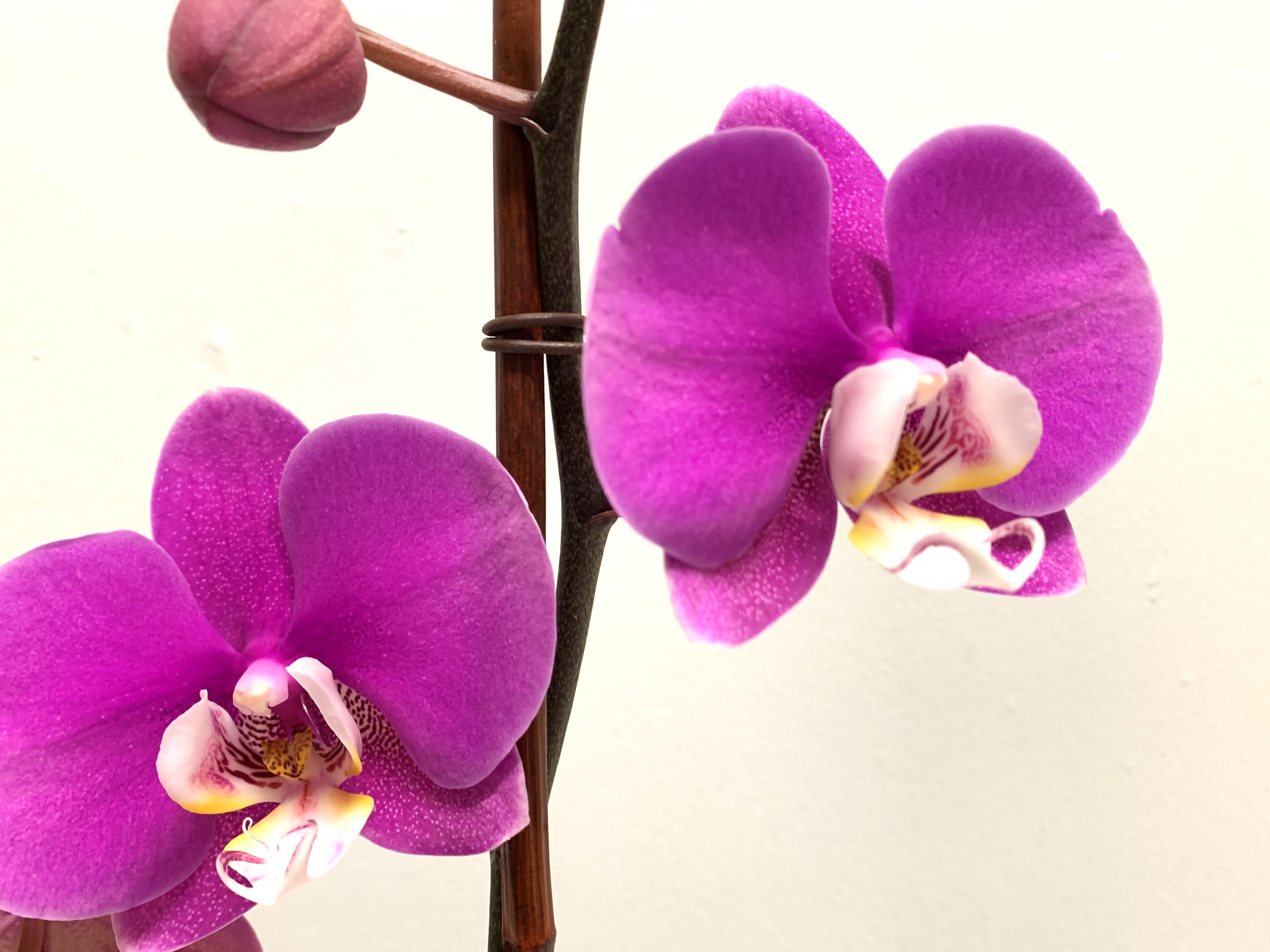 purple orchid travel