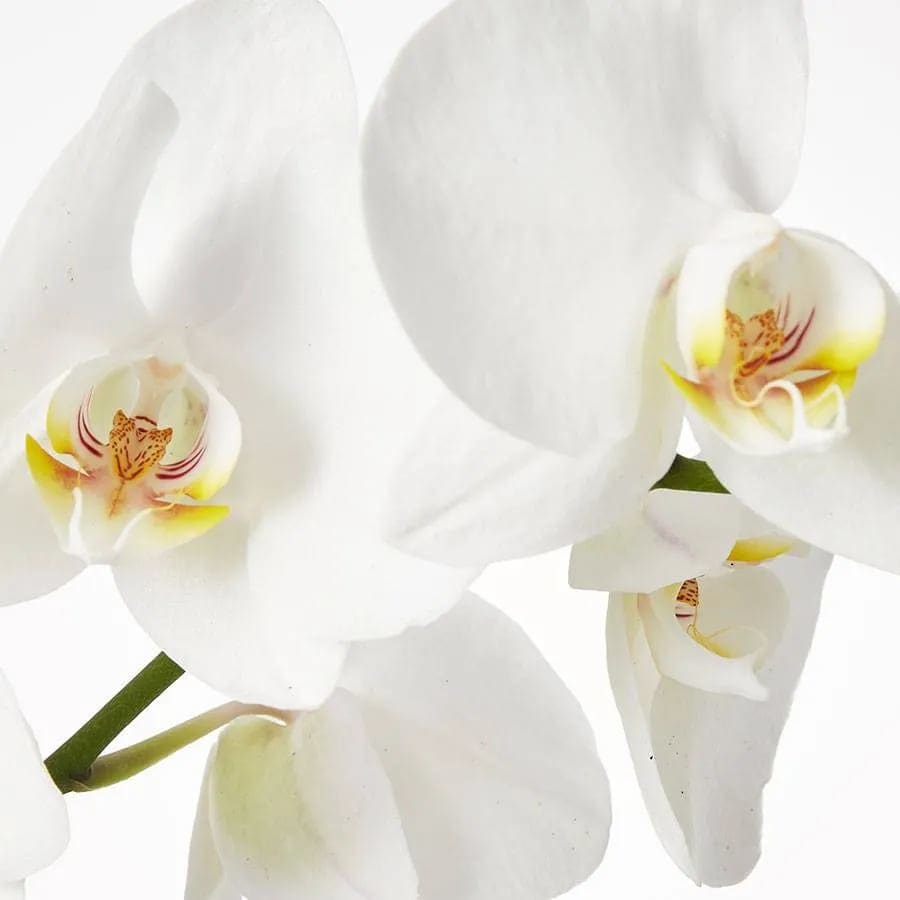 White 2 Stem Phalaenopsis Orchid In Cliffside Park Nj Esme Flowers