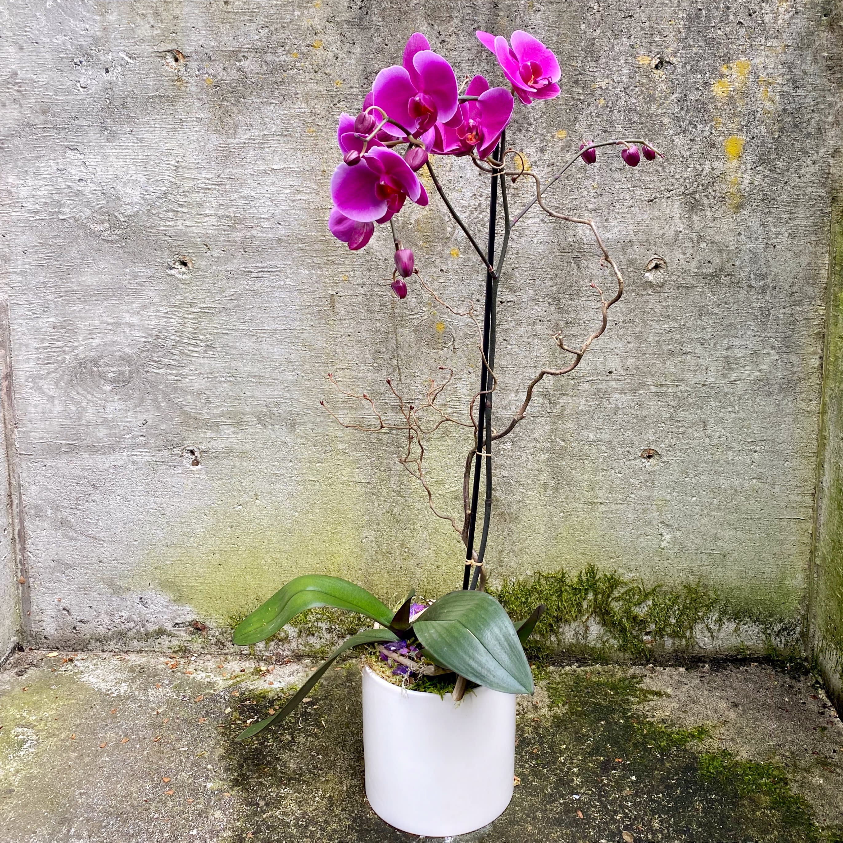 Color Phalaenopsis Orchid Plant in Seattle, WA Fiori Floral Design