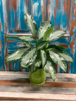 Plants Make People Happy Design 120 In Phoenix Az One Of A Kind